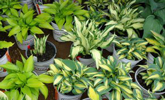 In our greenhouses