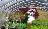 In our greenhouses