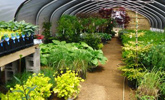 Greenhouse